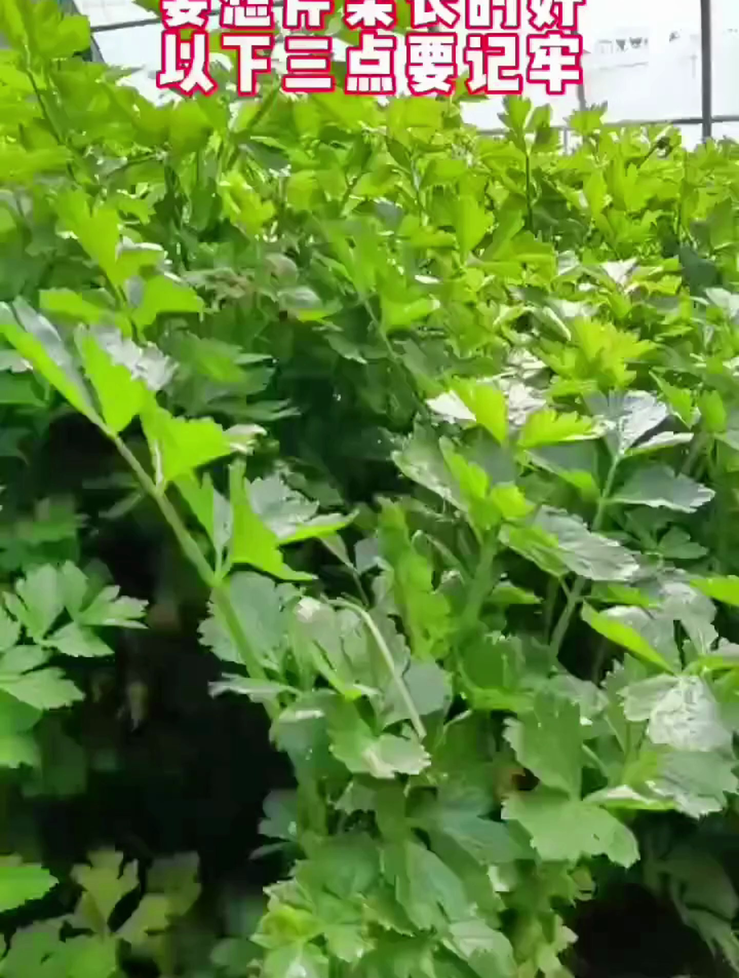 芹菜种植务必要做好这三点,才能颗颗长势壮,产量高!