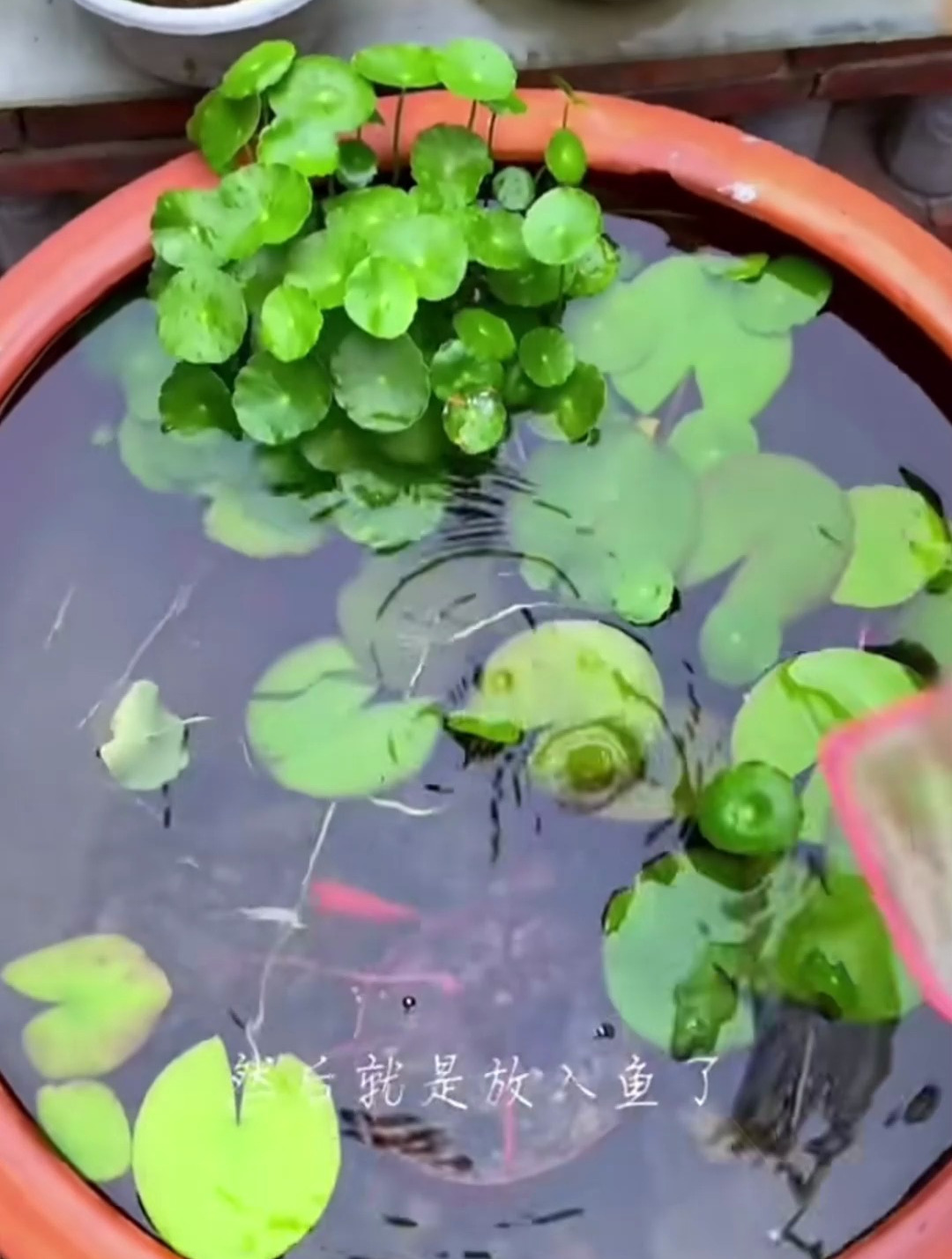 破的水缸有吗?补一下,种下睡莲和铜钱草,装满水可以当鱼缸养鱼