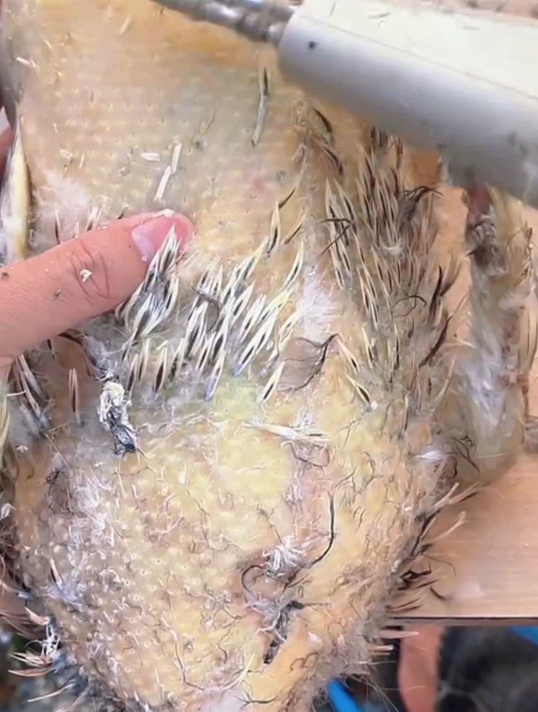 这是专门处理鸡鸭鹅绒毛细毛的拔毛神器,轻轻松松就可以处理干净
