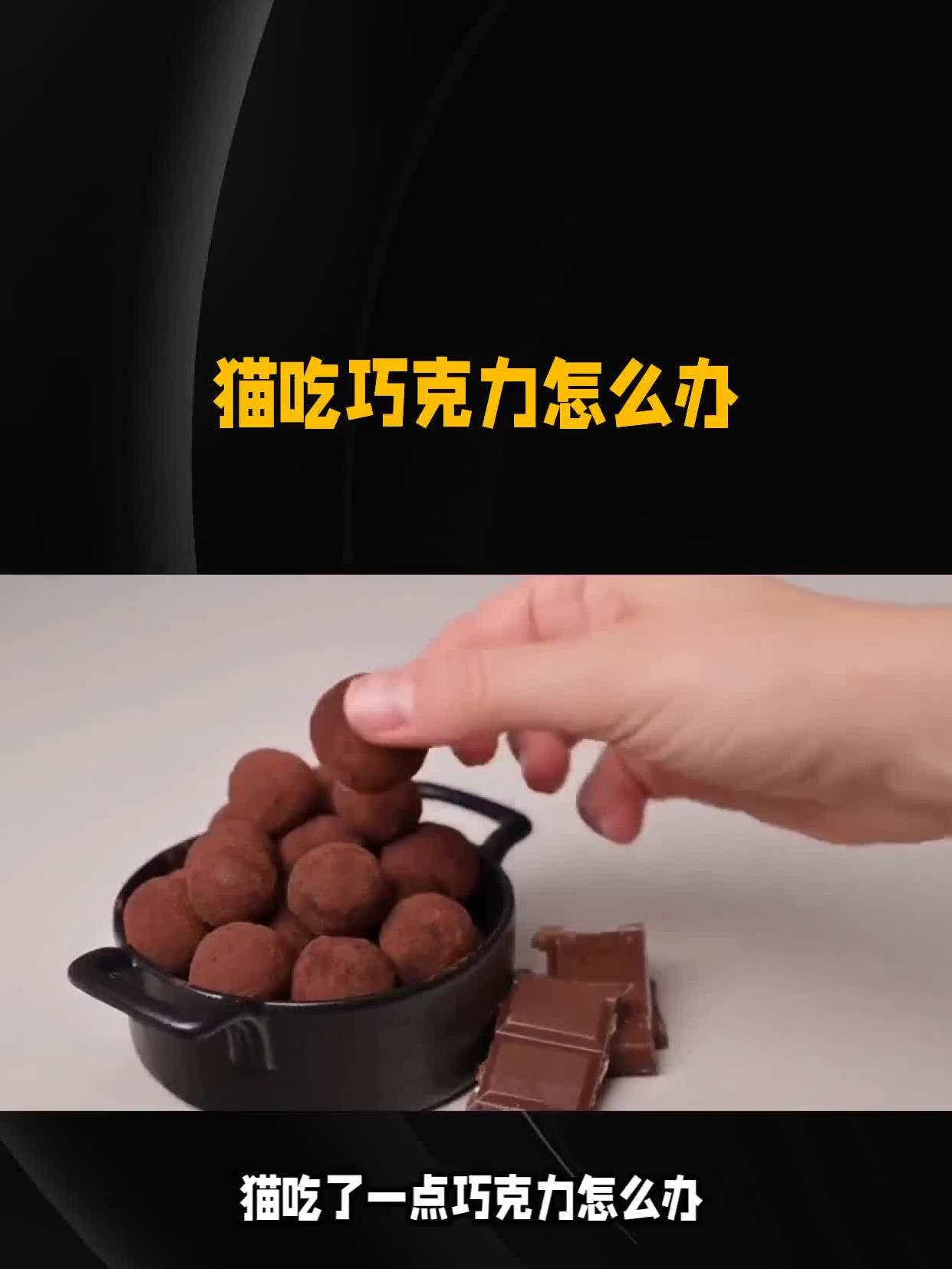猫吃了巧克力怎么办?非常危险但还有救