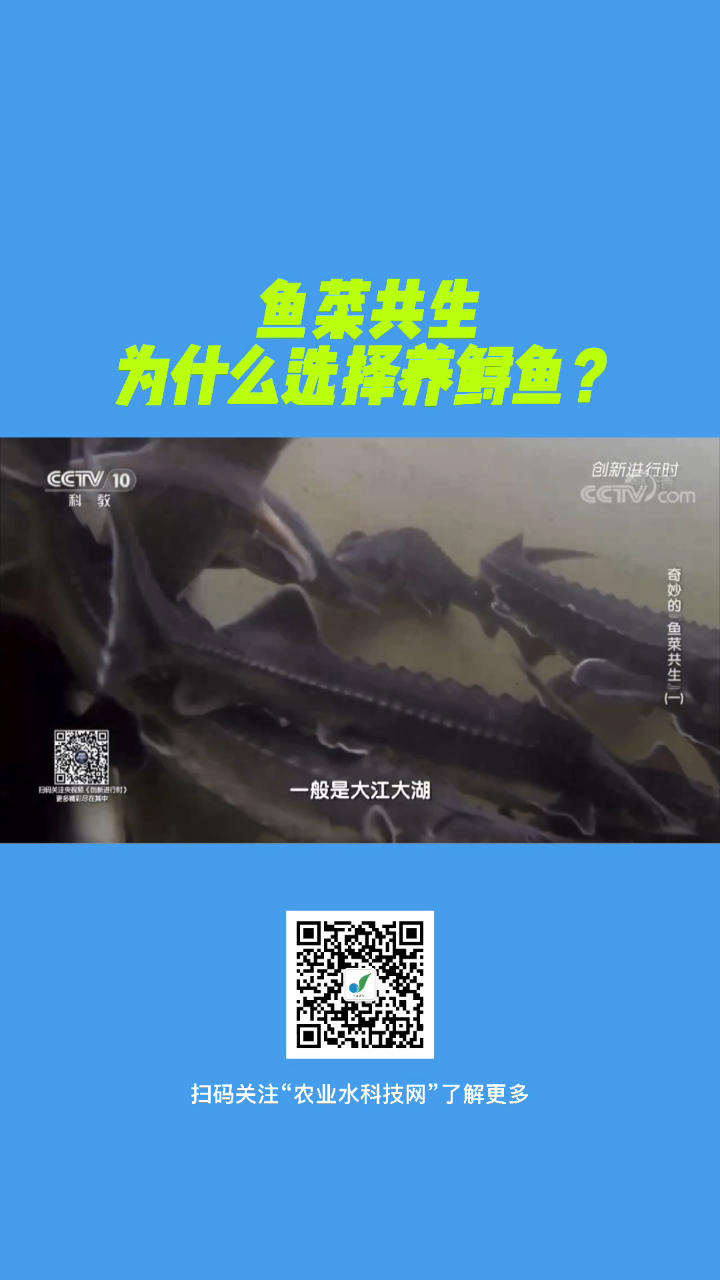 鱼菜共生为什么选择养鲟鱼?