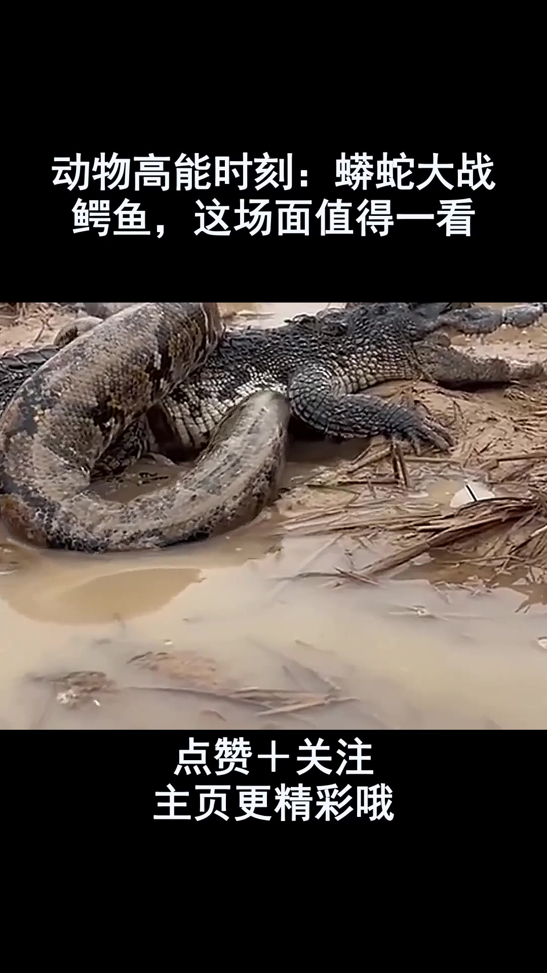 动物高能时刻:蟒蛇大战鳄鱼,这场面值得一看