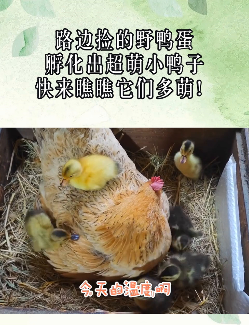 路边捡的野鸭蛋,孵化出超萌小鸭子,快来瞧瞧它们多萌!