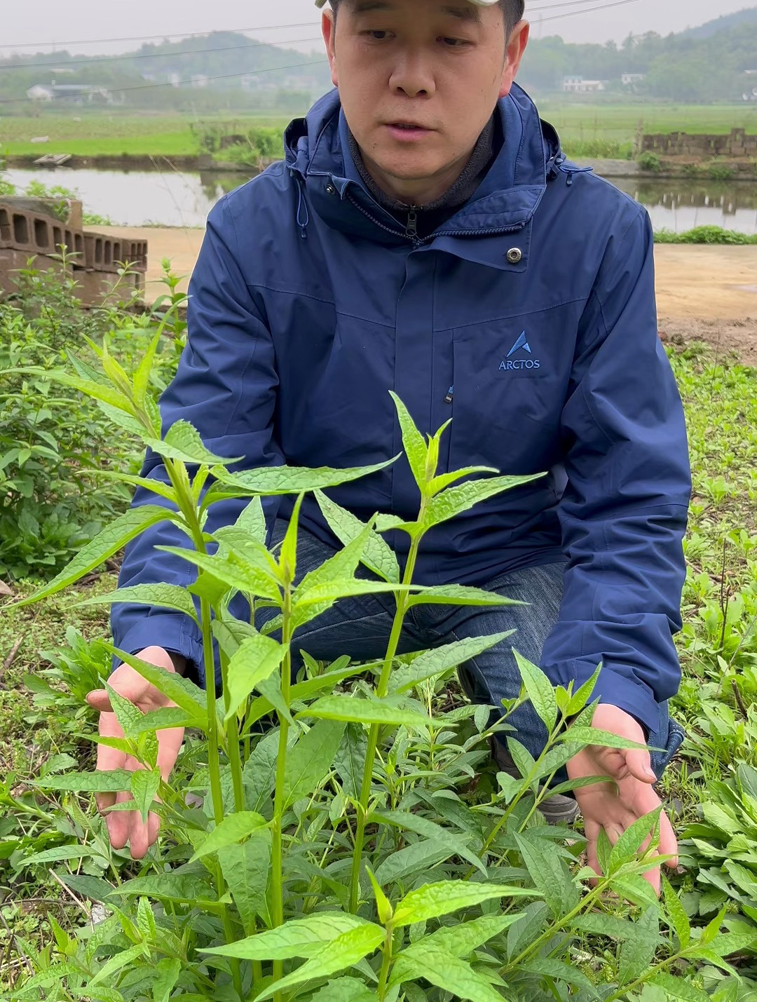 醉鱼草,天然洗涤剂