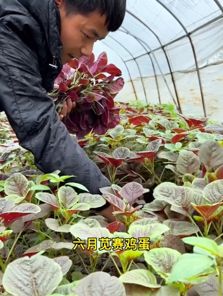 苋菜被称为“长寿菜”,3种食物不能和它一起吃,否则会引起结石!