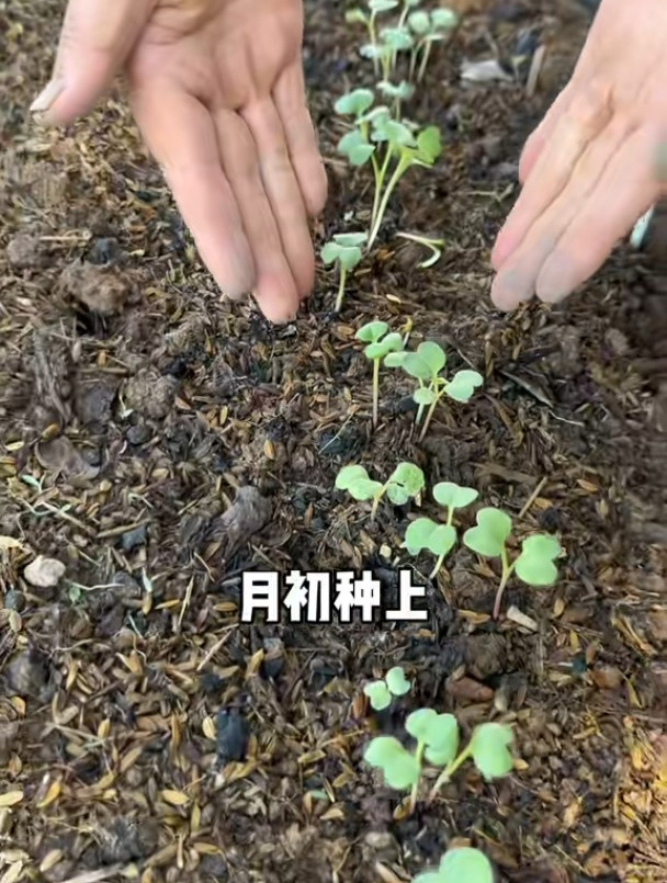 喜欢吃青菜的朋友必种鸡毛菜,生长周期短,清炒煮汤鲜嫩好吃!