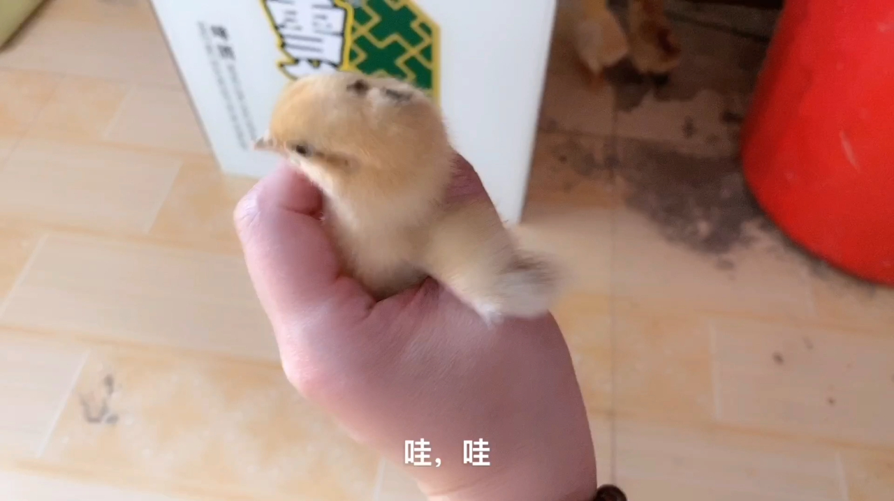 姑姑家的母鸡抱窝了,孵出来四只小鸡,佳佳来年又有鸡肉吃了