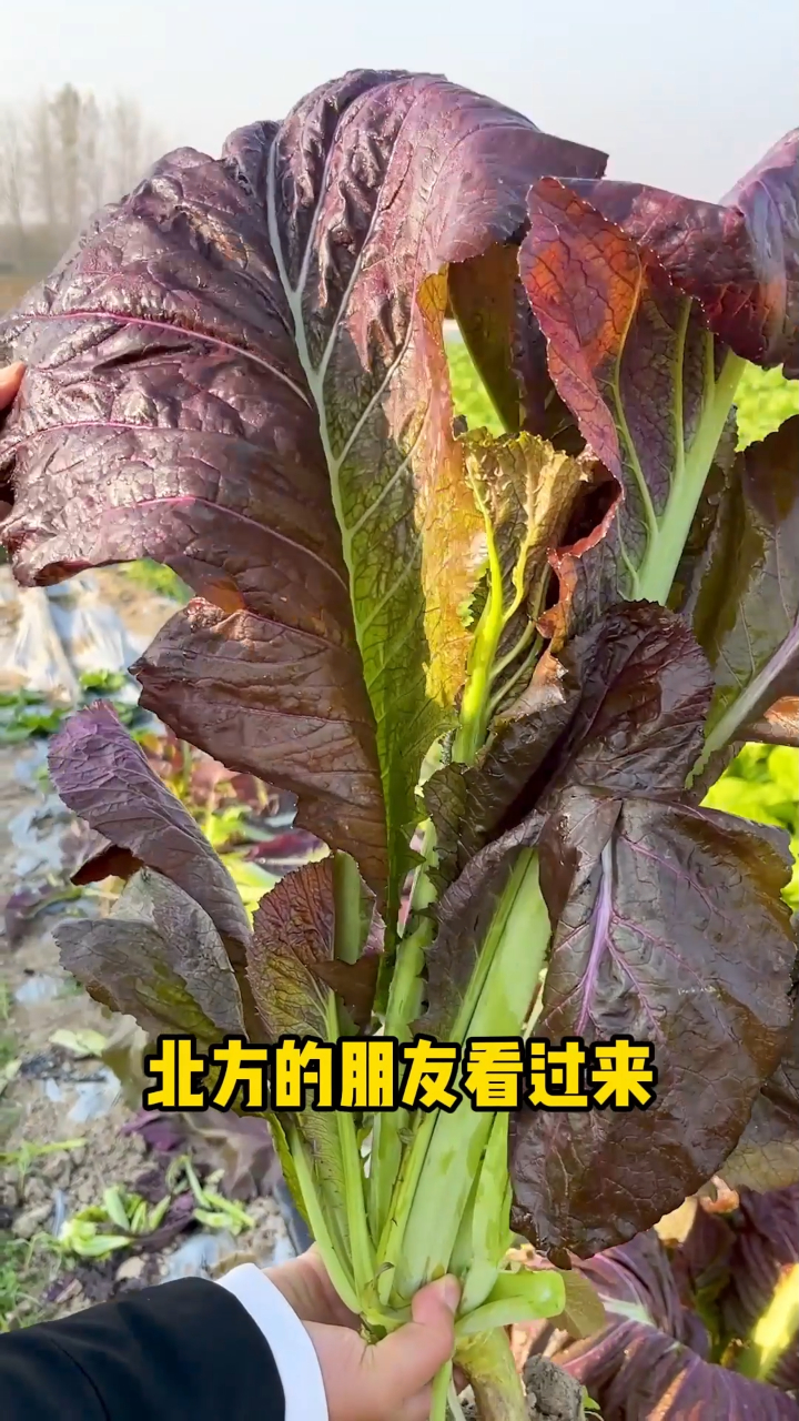 南方的朋友请回避北方的朋友啊看过来给大家推荐一款紫色的大芥菜