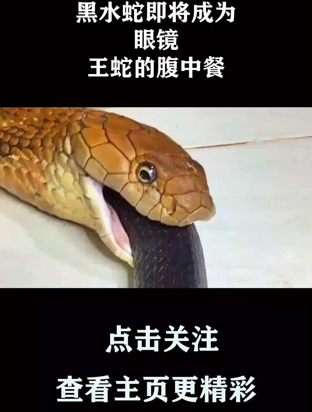 黑水蛇即将成为,眼镜,王蛇的腹中餐