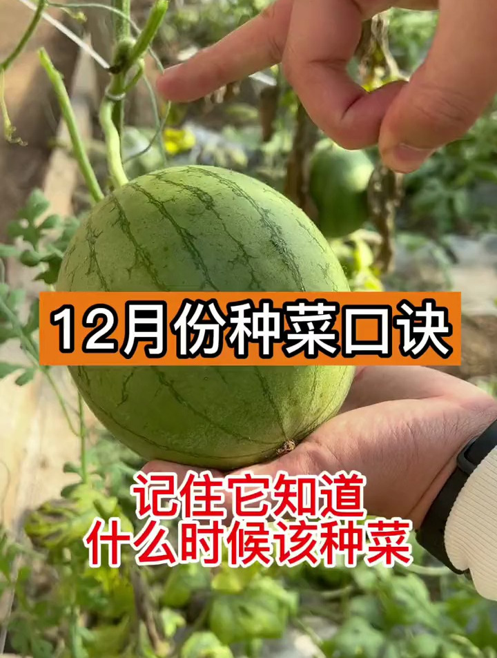 12月种菜口诀,种菜时间都知道