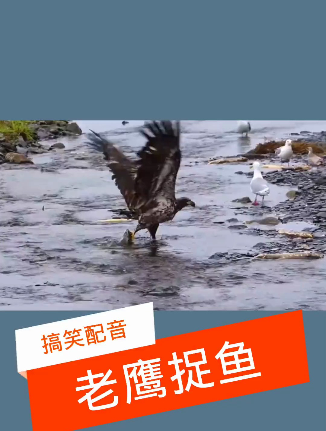 老鹰抓鱼,每天一笑 搞笑配音
