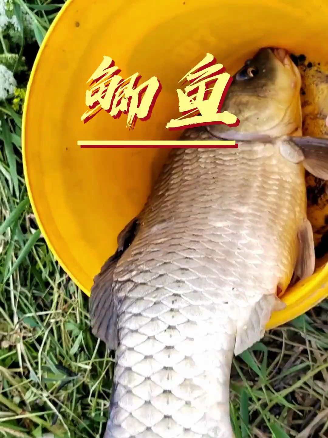 中科鲫鱼适应强,成活率高,不挑水质地区,在各地水域都适宜养殖