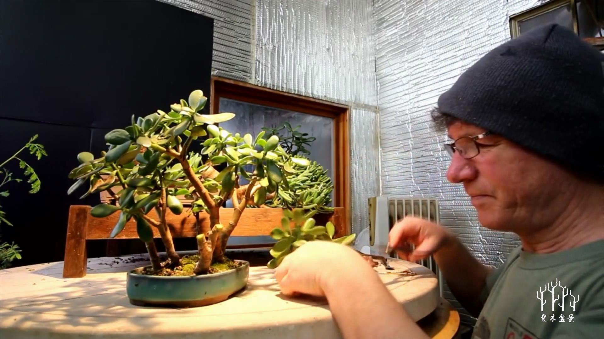 修剪后培养的状态——多肉植物玩丛林3