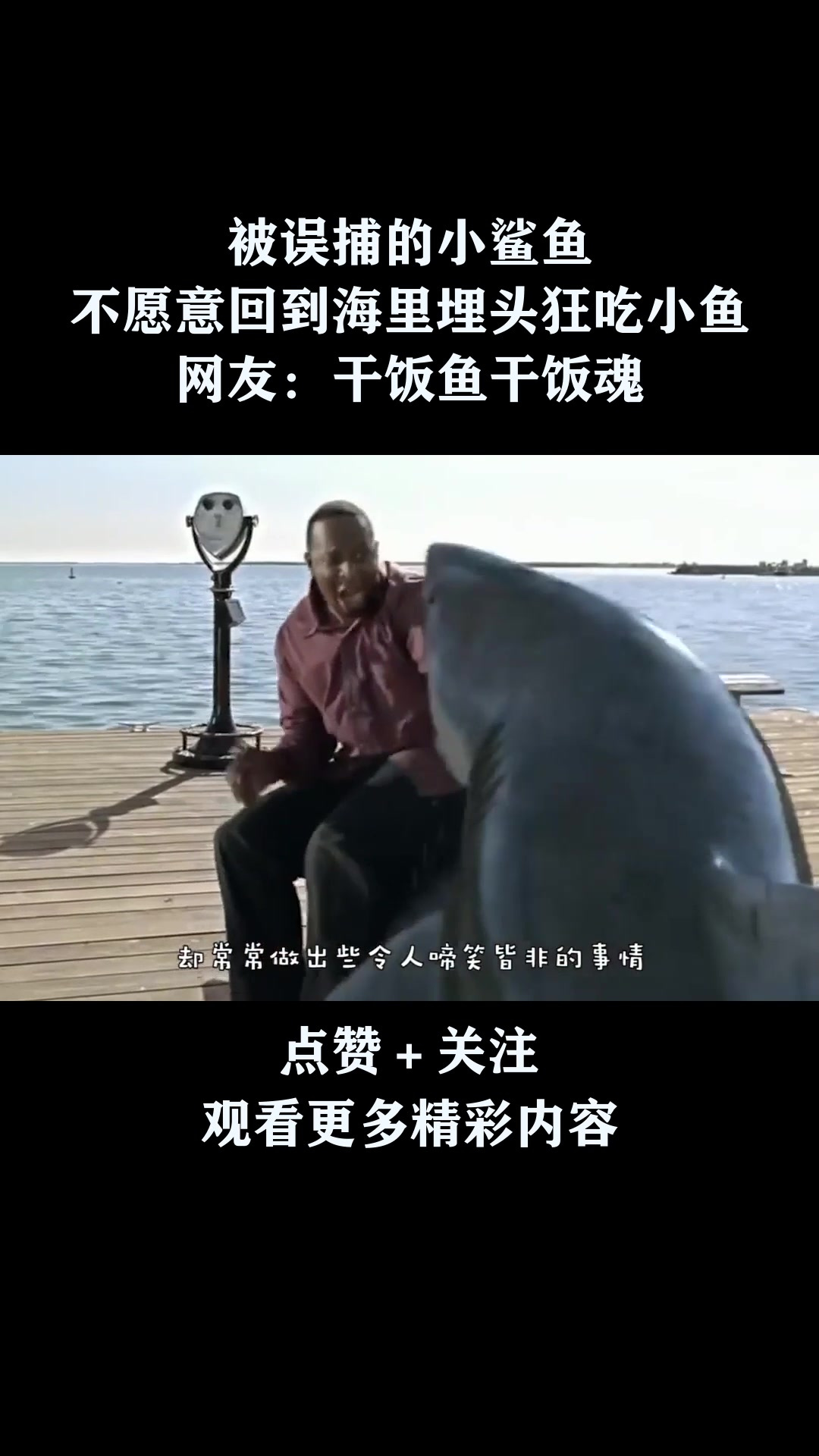 被误捕的小鲨鱼,不愿意回到海里埋头狂吃小鱼,网友:干饭鱼干饭