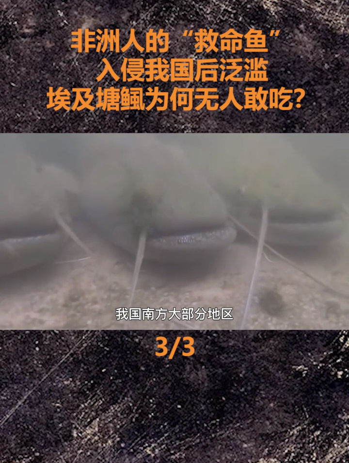 非洲人的“救命鱼”,入侵我国后泛滥,埃及塘鲺为何无人敢吃?