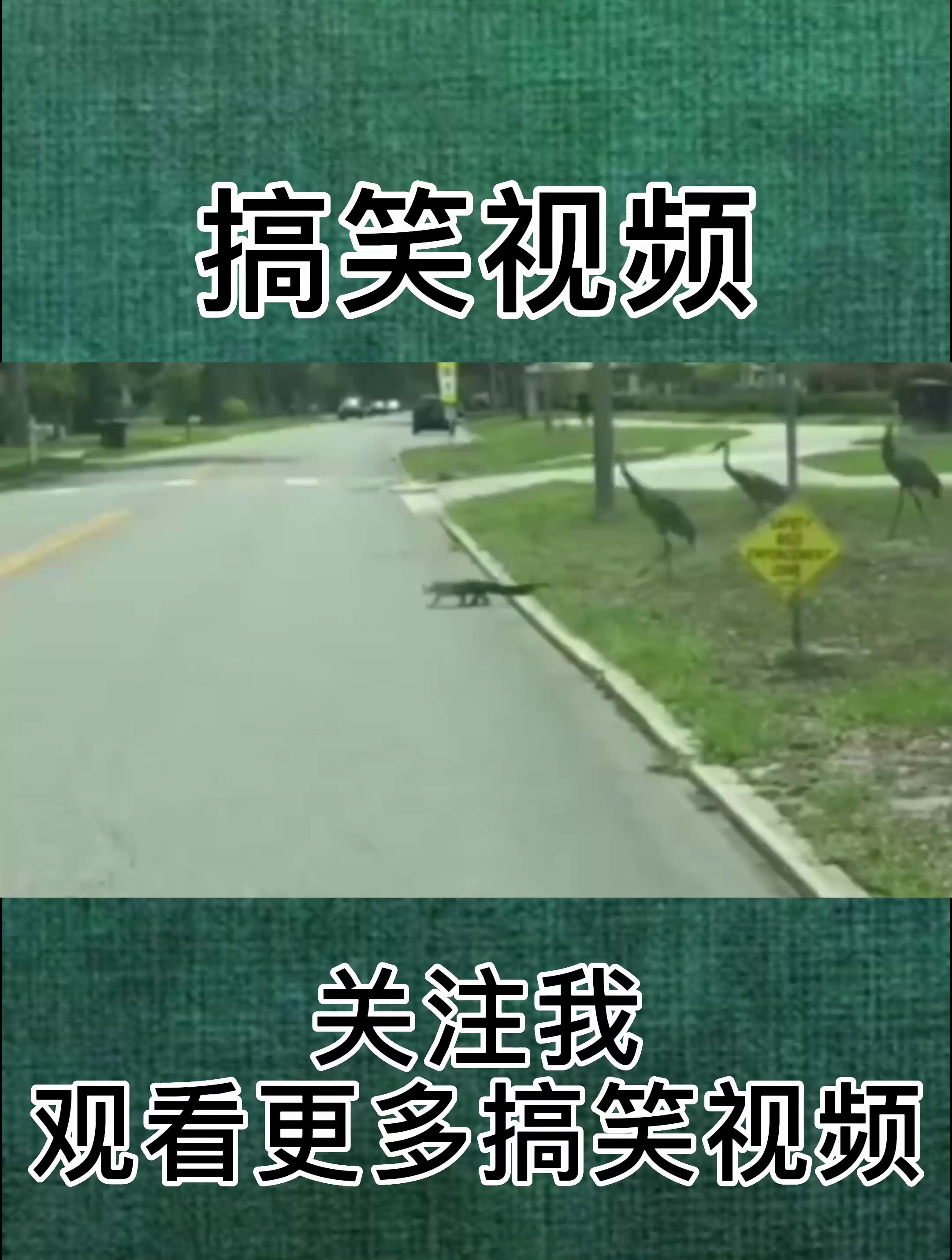 很紧张的小鳄鱼!