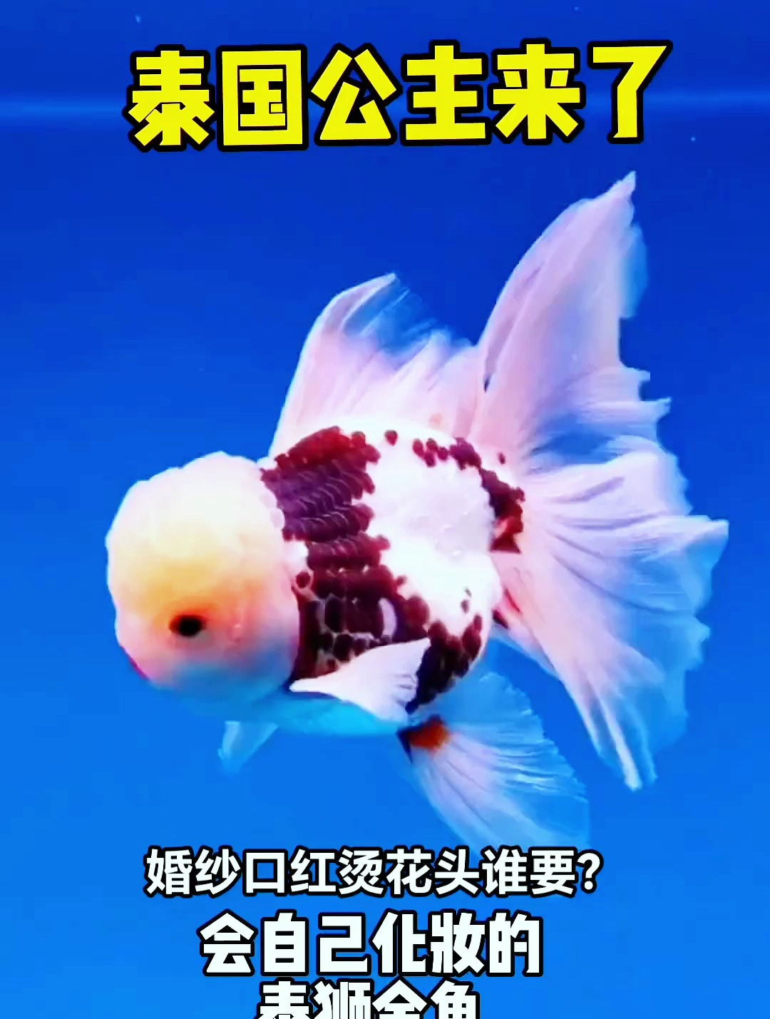 泰狮金鱼,它穿着婚纱,抹上口红,烫个花头,是大街上最靓的仔