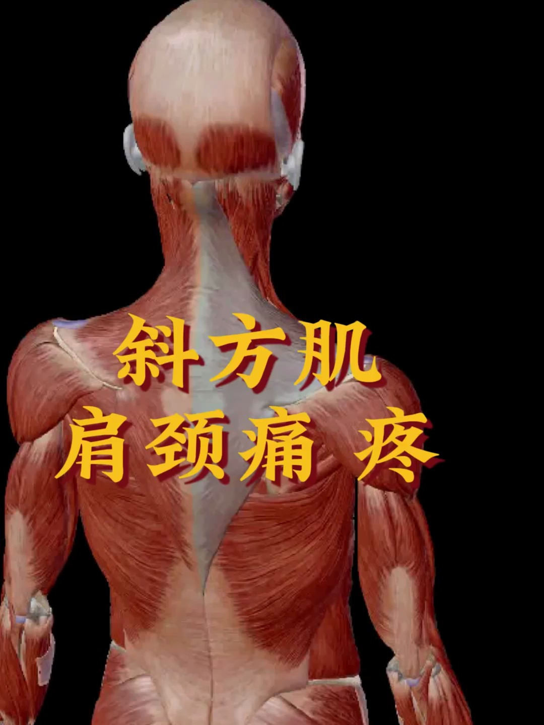 斜方肌肩颈酸痛解剖
