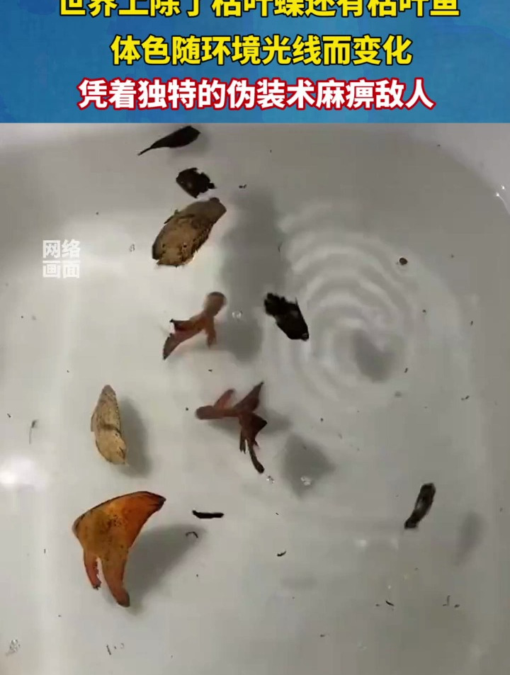 枯叶鱼体色随环境光线而变化,凭着独特的伪装术麻痹敌人!
