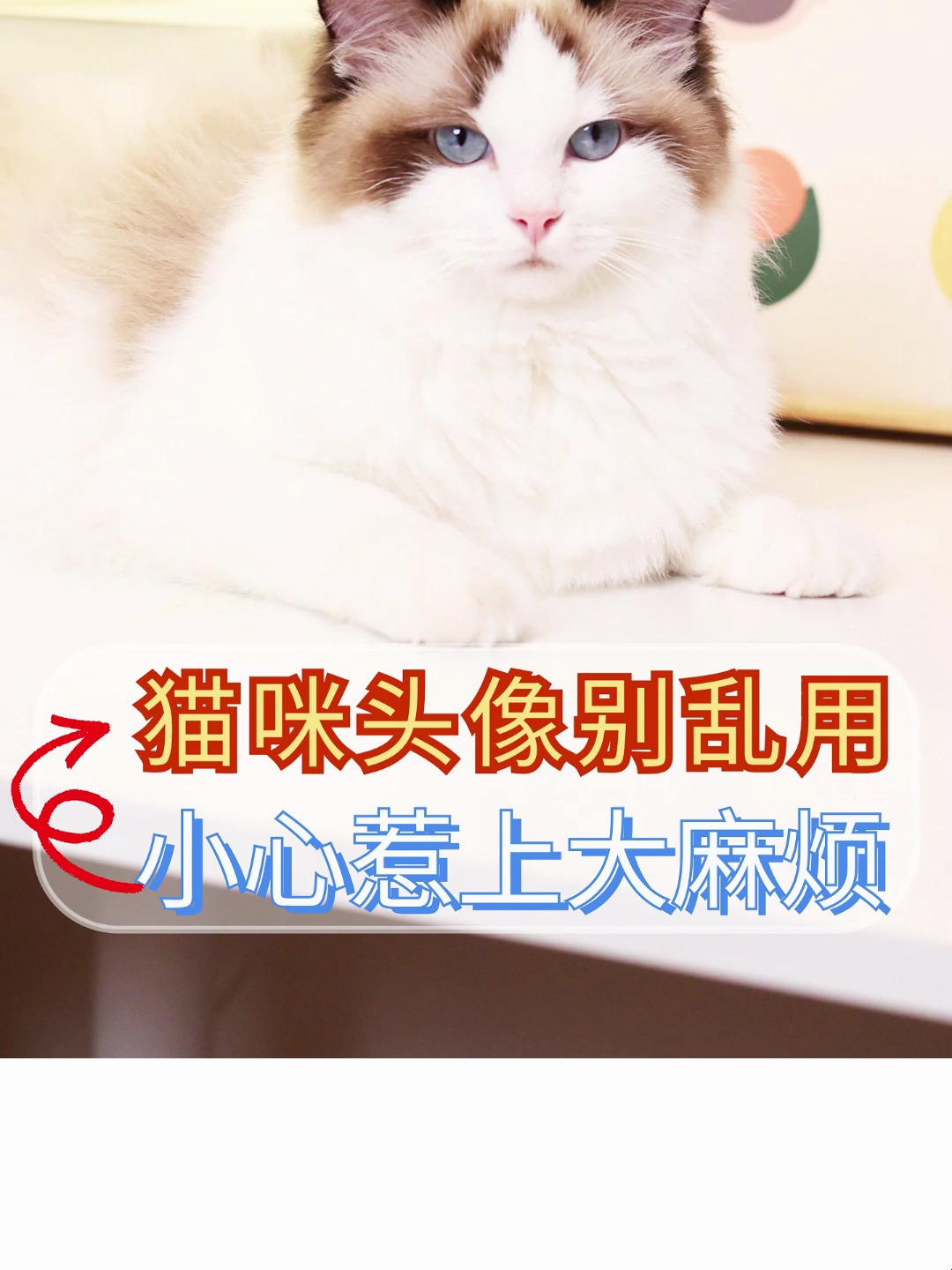 猫咪头像别乱用,小心惹上大麻烦