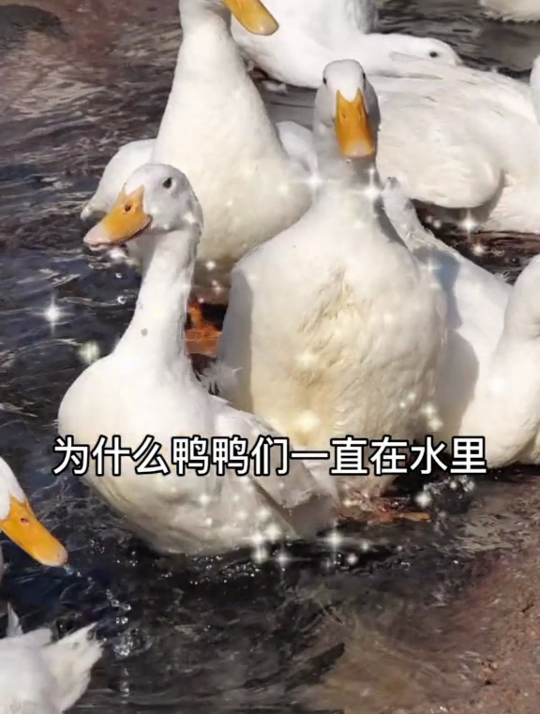 鸭鸭的尾脂腺会分泌出排斥水的蜡,用鸭喙把蜡涂抹在羽毛上