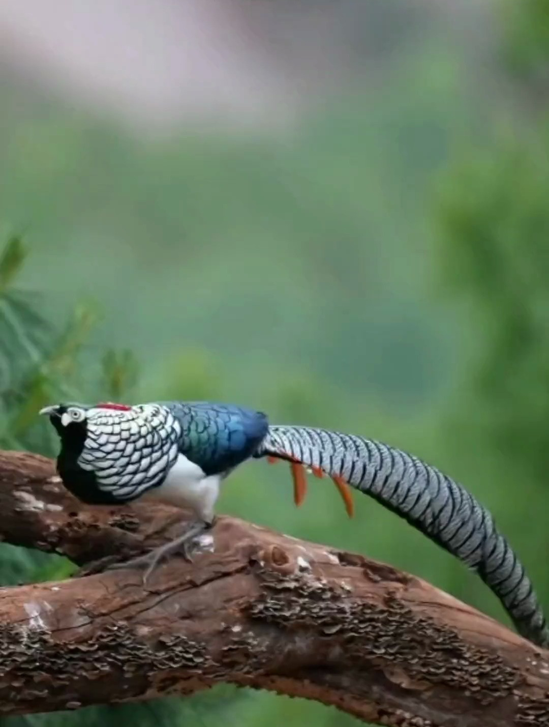 神奇动物在百度,一起来看看白腹锦鸡