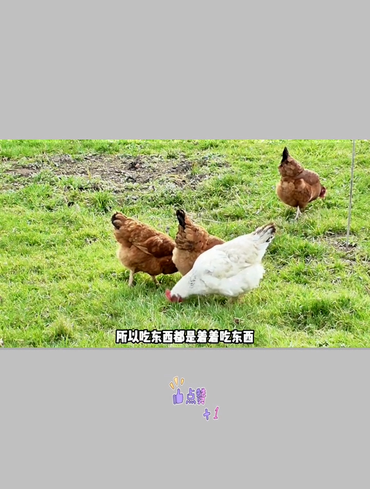 鸡身上哪些部位不能吃?超市卖的冷冻鸡肉那么便宜,真的新鲜吗?