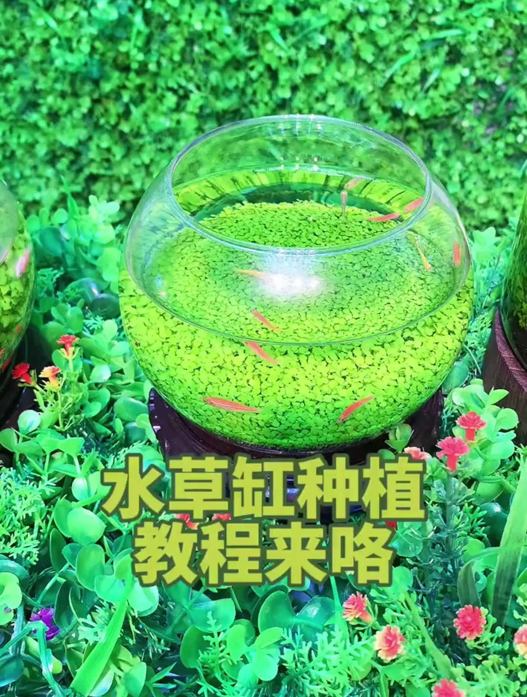 在家里可以放一个生态小鱼缸?在家里摆着善心悦目