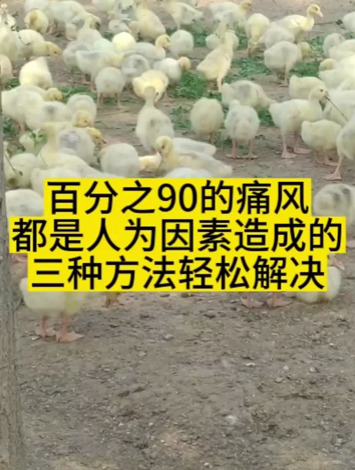 3-15天小鹅痛风高发,3-20日龄控料换料,7-15日龄晚上喂青草……