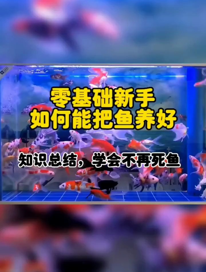 零基础养鱼知识汇总,这些知识了解透彻就不会再死鱼