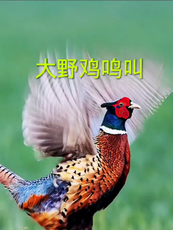 记录可爱的动物,野鸡鸣叫