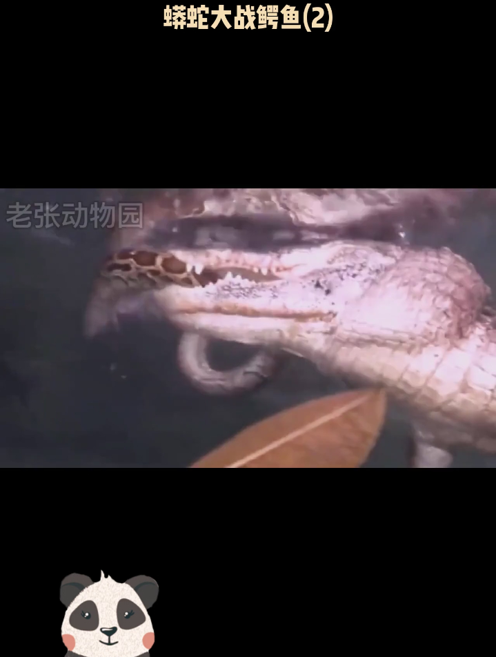 蟒蛇和鳄鱼大战,谁比较厉害
