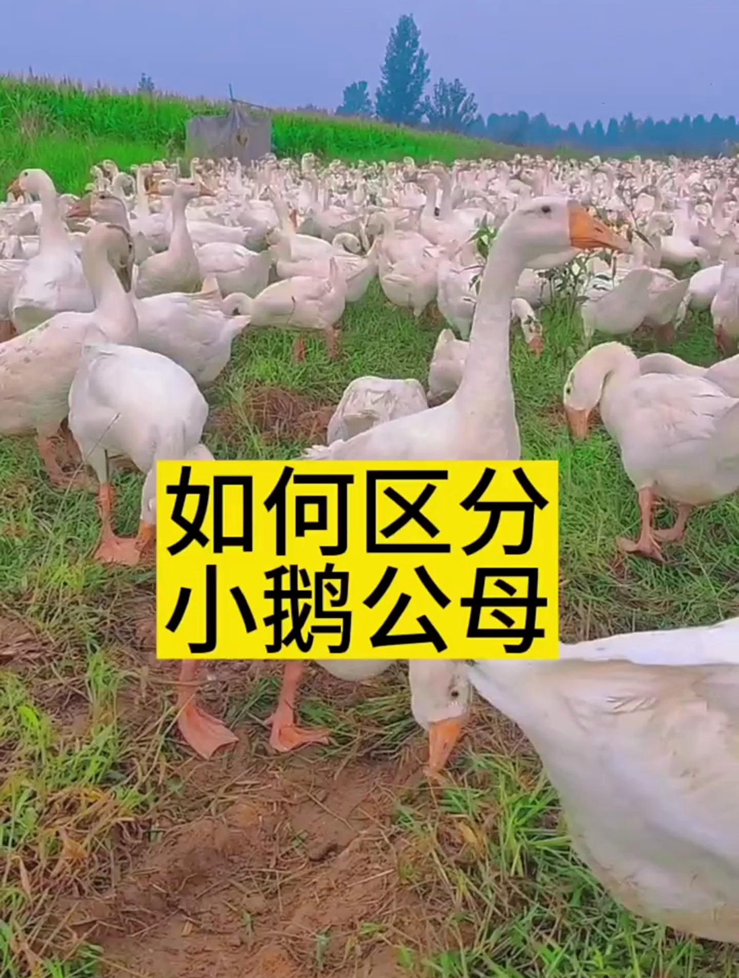 如何区分小鹅公母