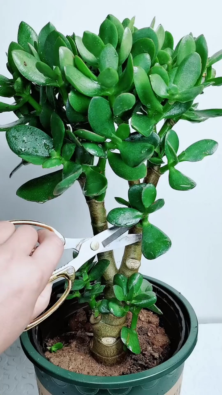 玉树是属于景天科的一种多肉常绿植物