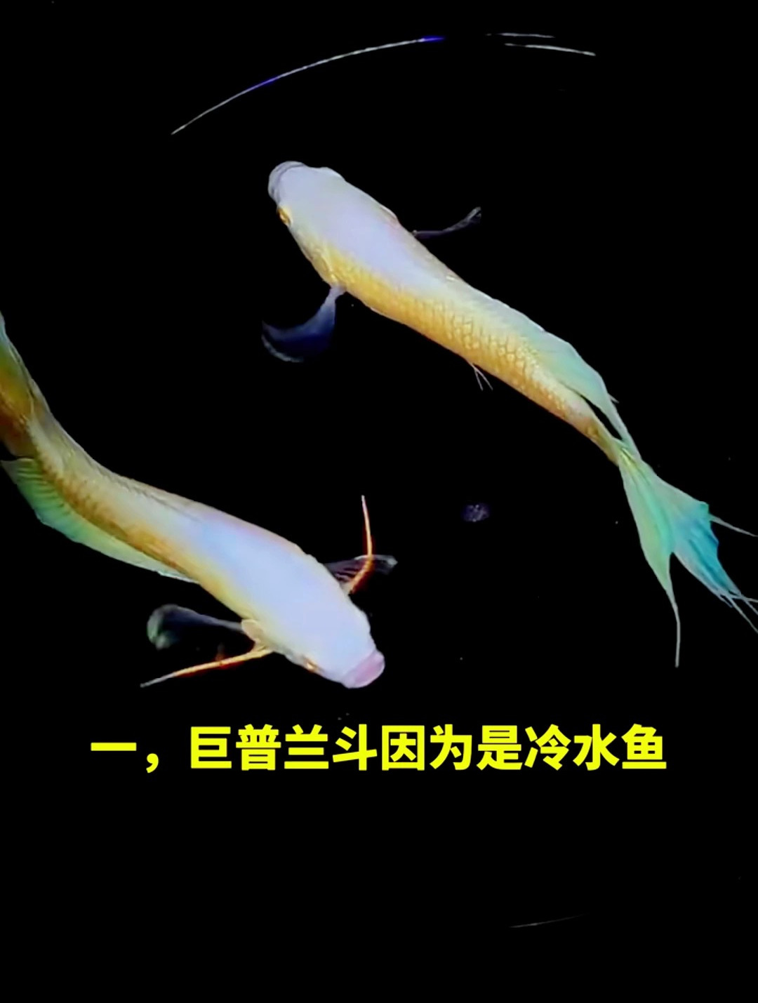 这五种冷水鱼你都养过吗?我猜你肯定没养过最后一种!
