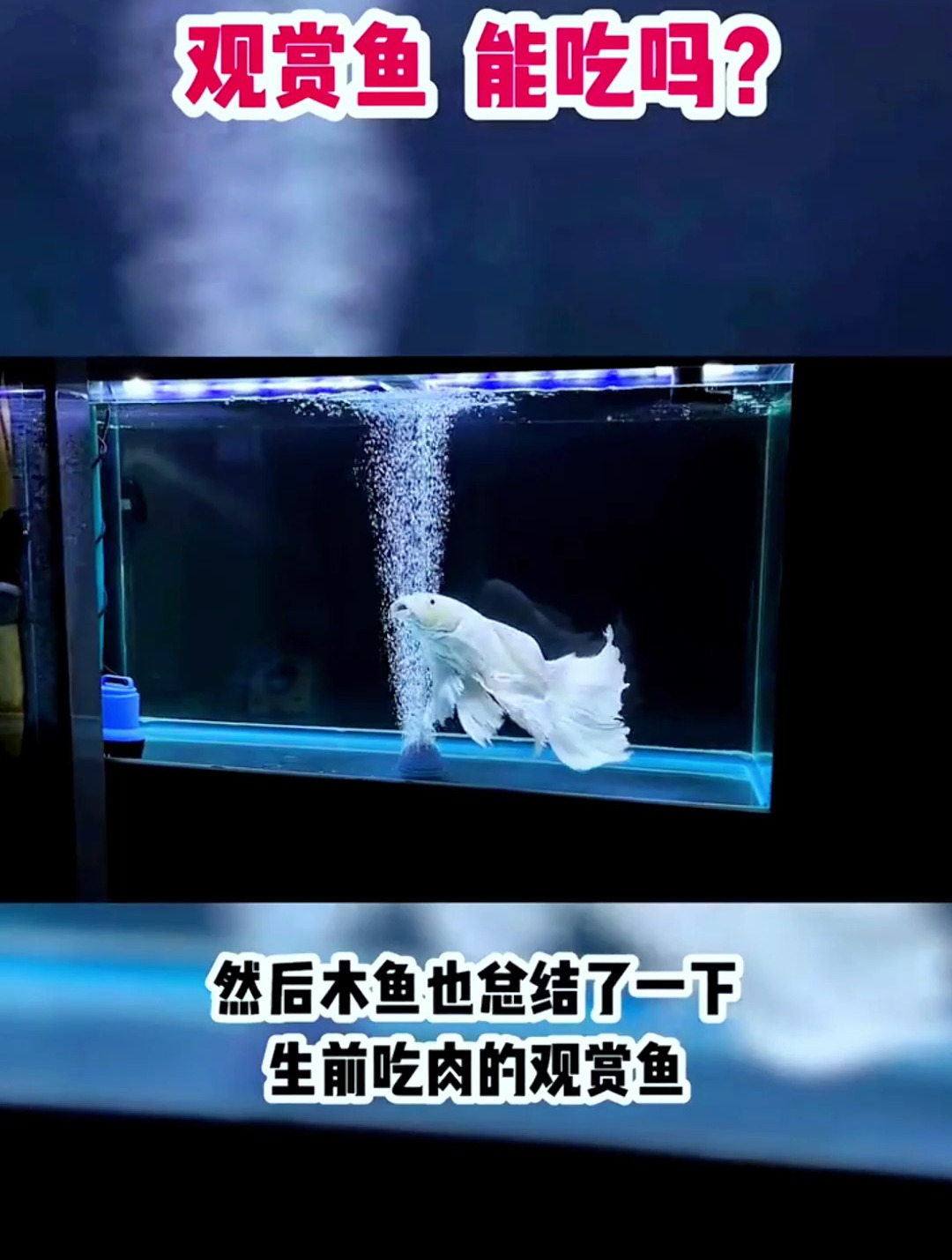 观赏鱼能吃吗?我的建议是最好别吃!假如你非要吃那我也没办法!