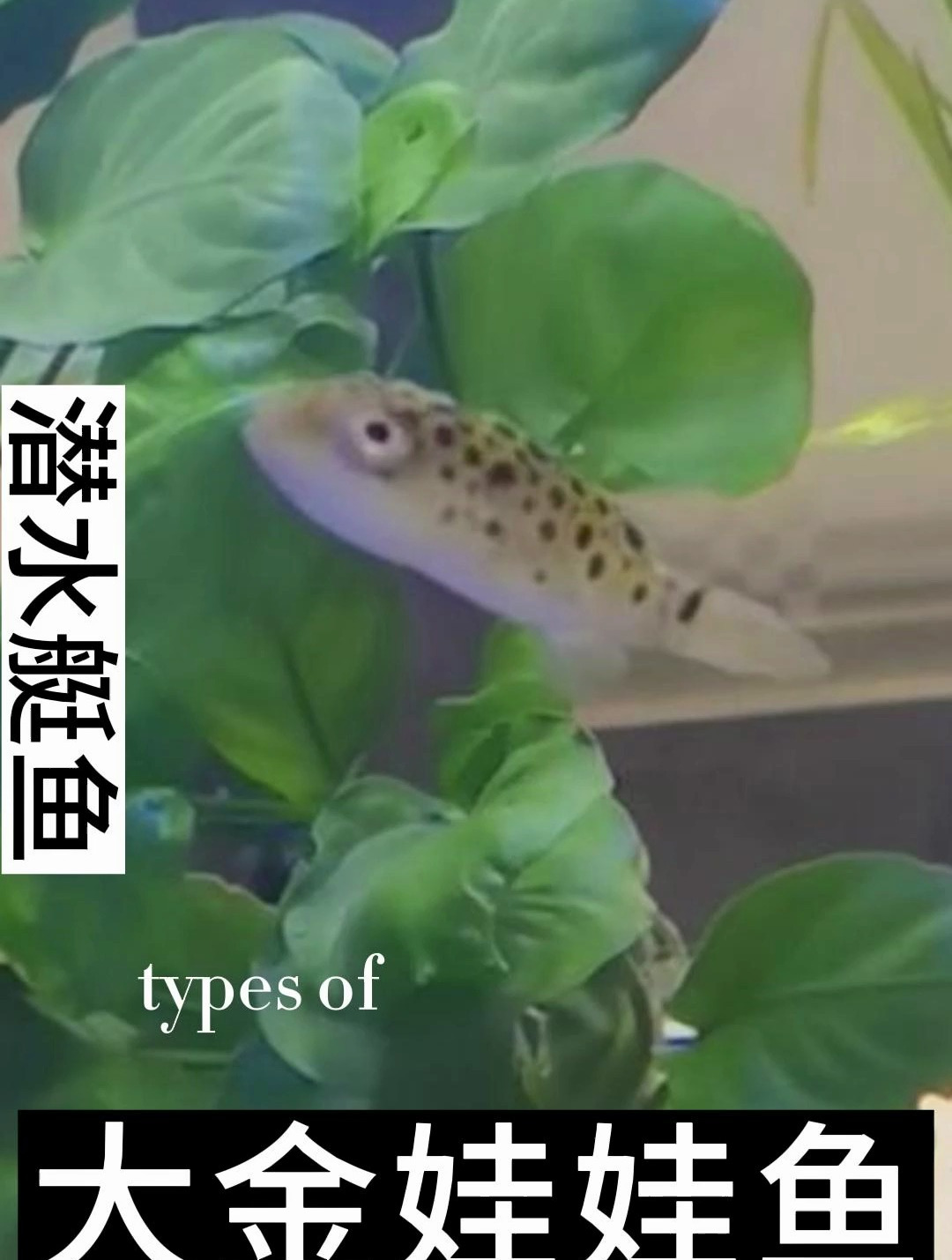 潜水艇鱼生活在热带的淡水鱼及汽水域底层,成鱼体长可达17厘米