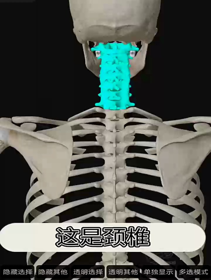 脊柱,由7节颈椎,12节胸椎,5节腰椎,一块骶骨和一块尾骨组成