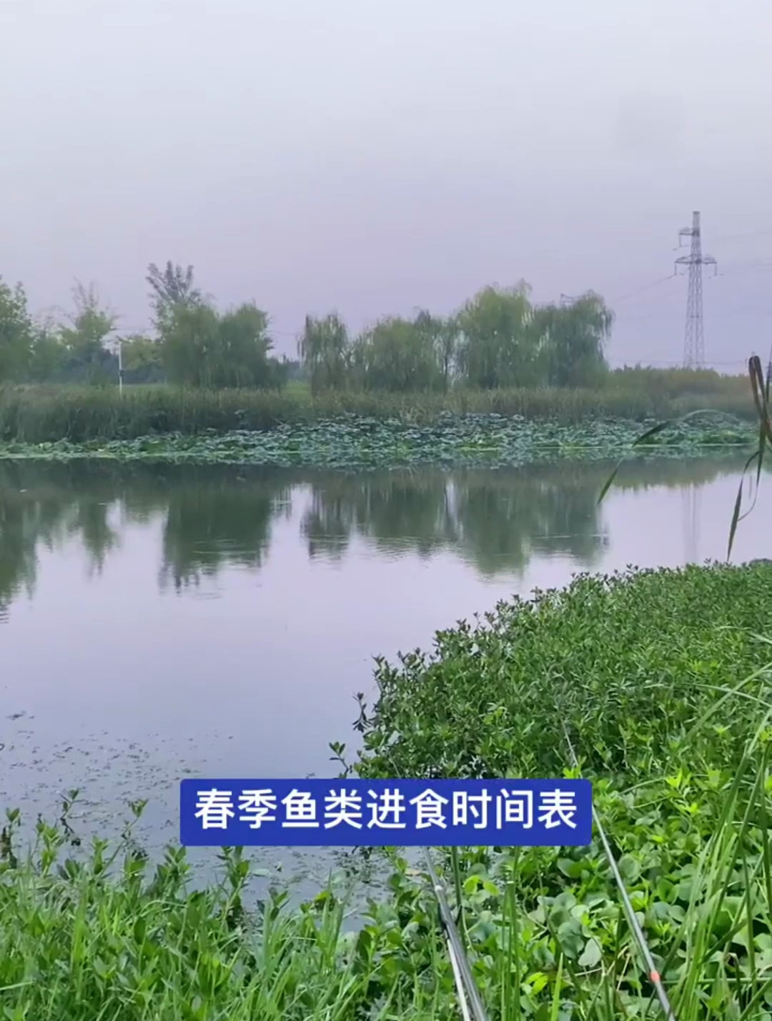 鱼类进食时间表?钓鱼大佬都知道的小知识!