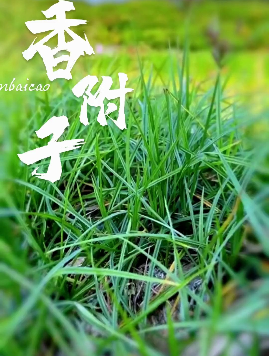 植物科普:香附子的好我只讲一遍,你们要注意听咯