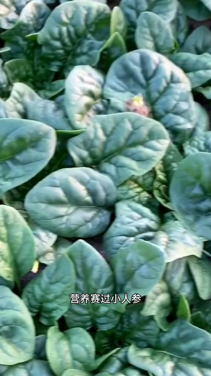 趴地菠菜黑叶塌地波菜耐寒秋冬季矮脚菠菜肉厚不腻农家菜籽