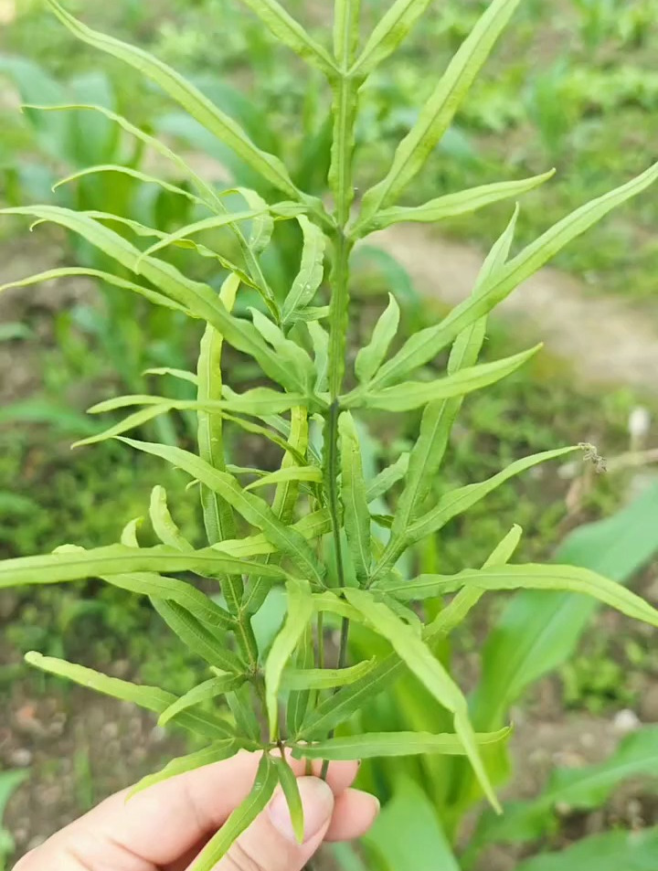 百年难遇,鸡爪草!