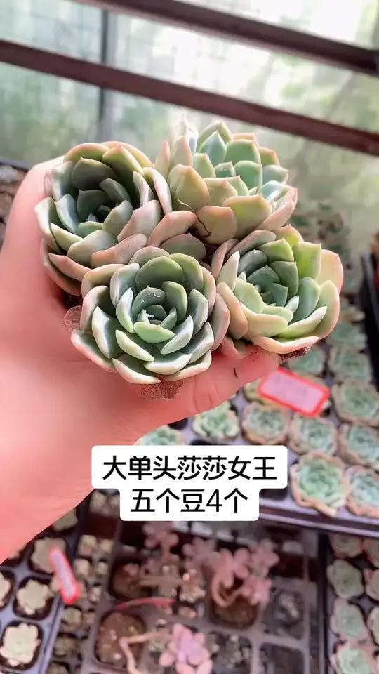 莎莎女王,特别容易出状态的一个肉肉