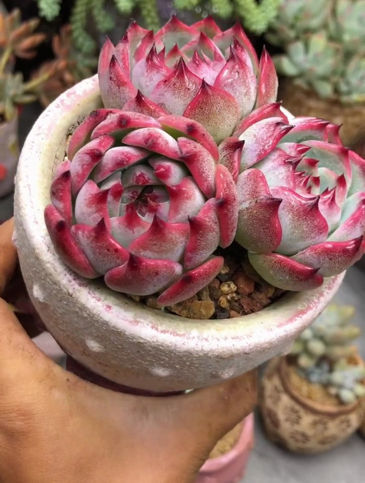 草莓冰 水蜜桃,极致的美丽 多肉