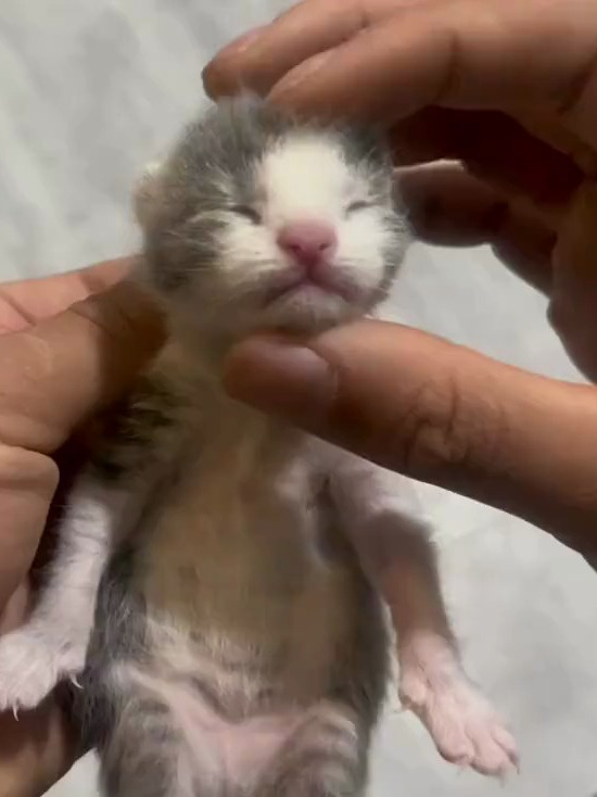 小小猫:“你干嘛!”