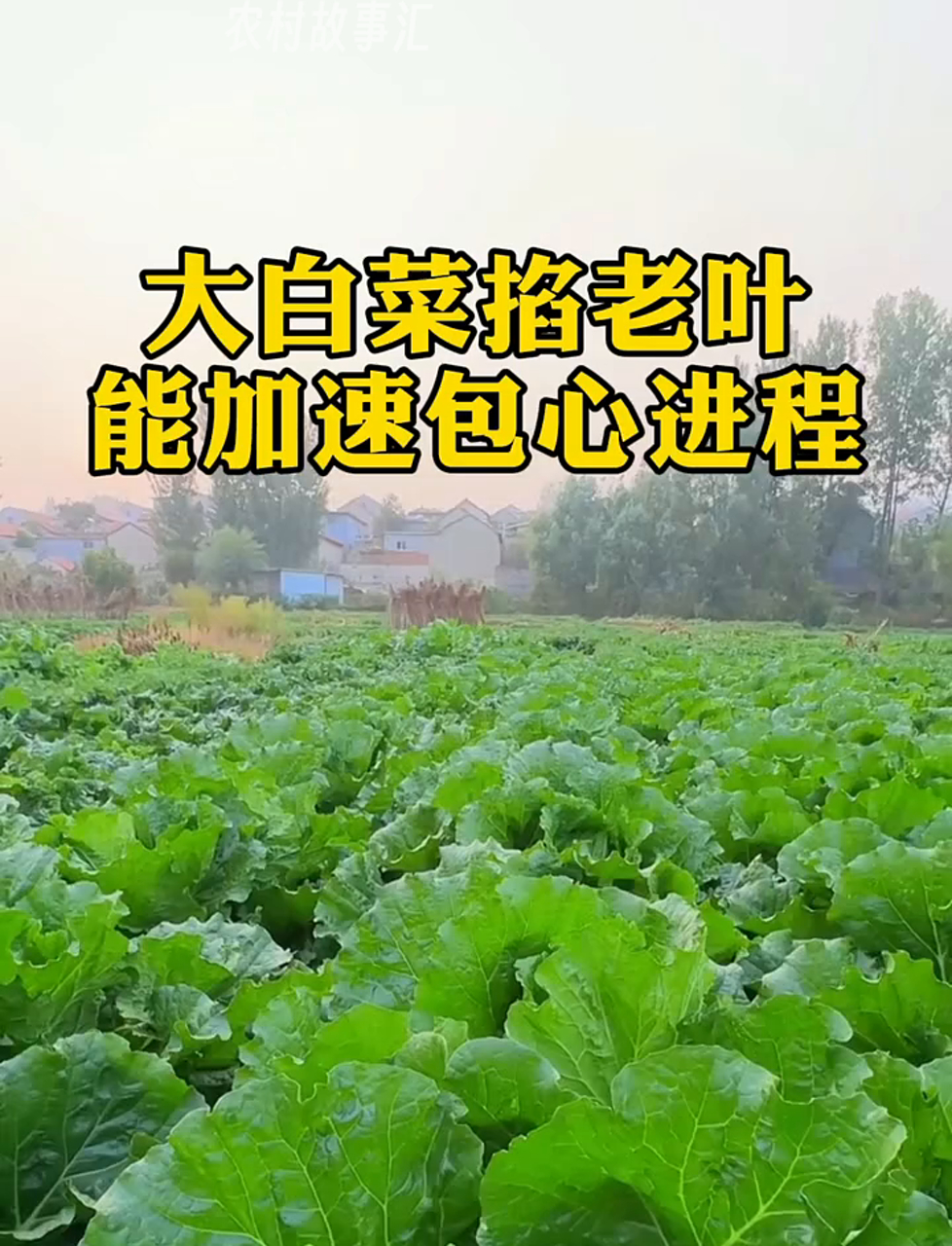 拔掉大白菜的老叶子,能让菜心长得更快