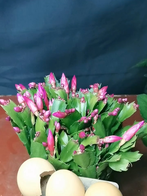 把鸡蛋壳碾碎后放在土中,可以调节土壤的酸碱度,增加透气性
