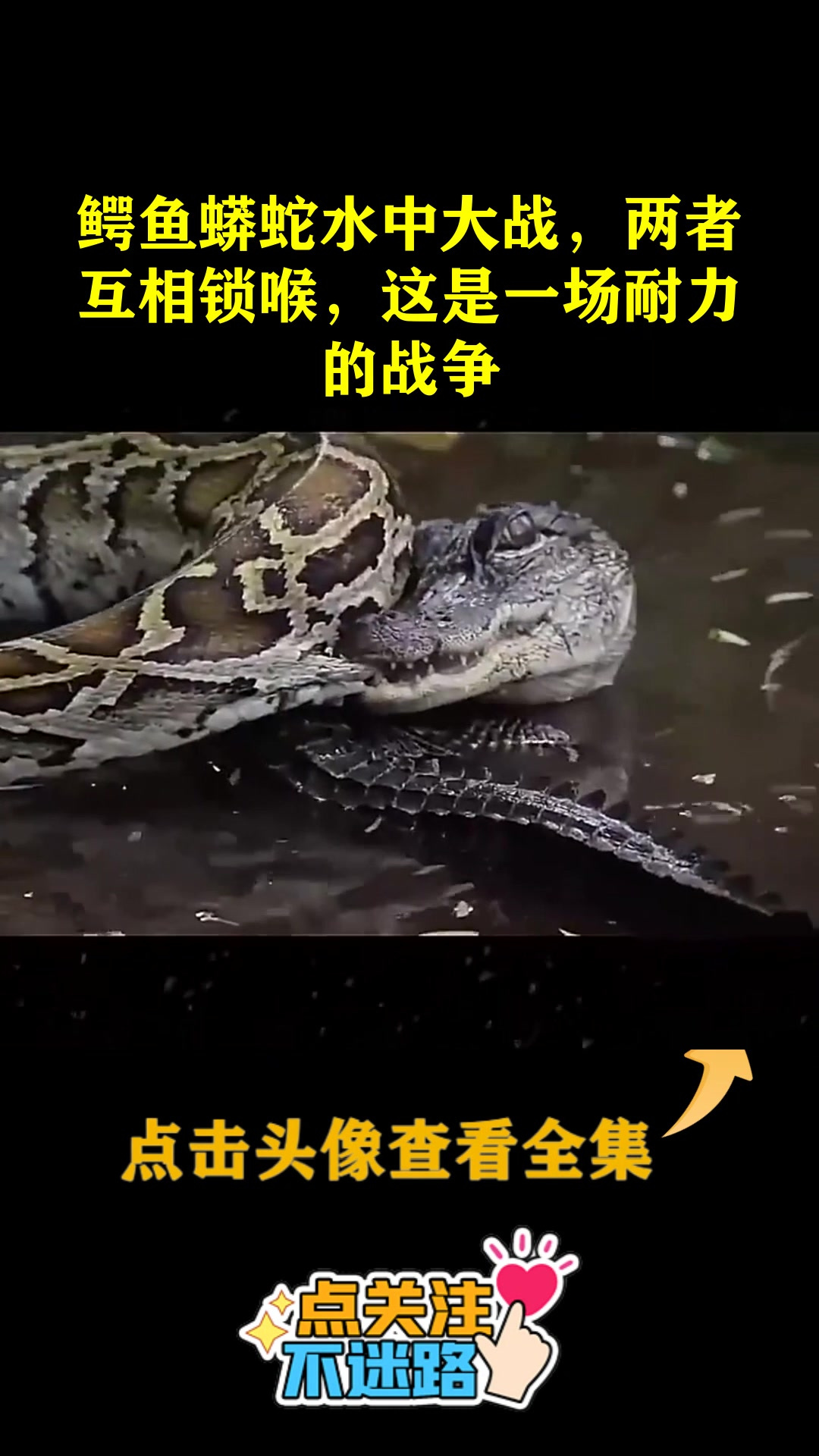 鳄鱼蟒蛇水中大战,两者互相锁喉,这是一场耐力的战争
