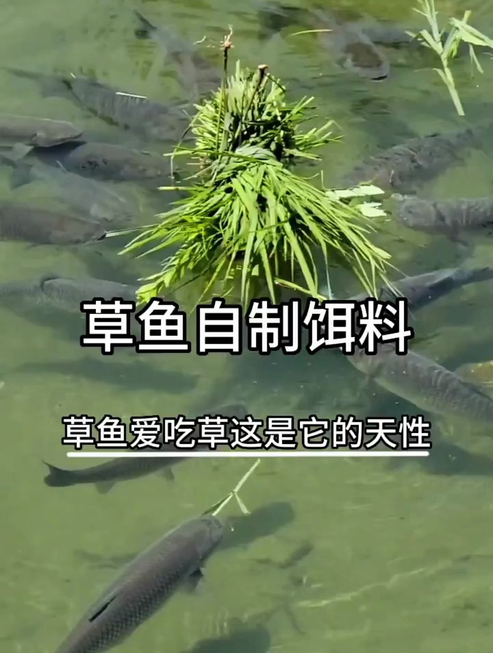 自制饵料,草鱼爱吃草这是它的天性,那你知道它爱吃什么草吗