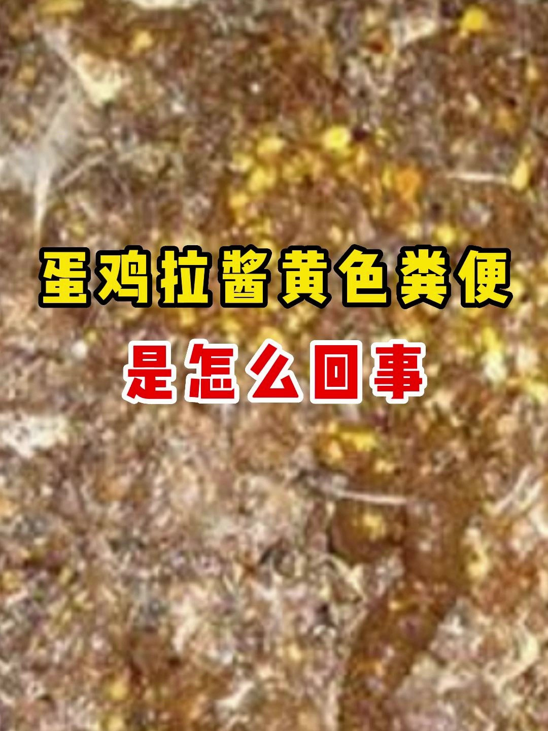 蛋鸡拉酱黄色粪便是怎么回事